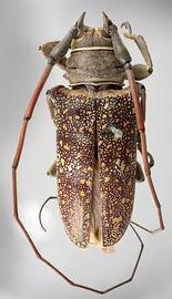  Lochmaeocles sladeni,  male type specimen; © E.H. Nearns