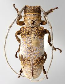  Oncideres cingulata cingulata , female specimen; © E.H. Nearns
