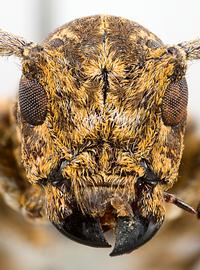  Oncideres cingulata cingulata , female specimen; © E.H. Nearns