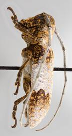  Oncideres cingulata cingulata , female specimen; © E.H. Nearns