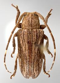  Sternycha paupera,  female specimen; © E.H. Nearns