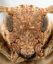  Sternycha paupera,  female specimen; © E.H. Nearns