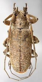  Lochmaeocles c. cornuticeps,  male specimen; © E.H. Nearns