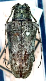  Hypsioma affinis,  male type specimen; © G.L. Tavakilian