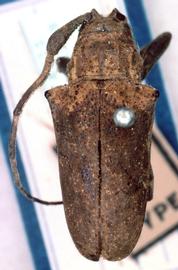  Hypsioma basalis,  type specimen; © G.L. Tavakilian