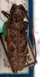  Ischiocentra hebes,  male type specimen; © G.L. Tavakilian