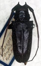  Lochmaeocles congener,  male type specimen; © G.L. Tavakilian