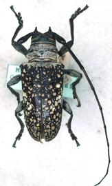  Lochmaeocles callidryas,  male syntype specimen; © G.L. Tavakilian