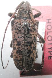  Hypselomus duofasciatus  (=  Jamesia duofasciata ), male holotype specimen; © G.L. Tavakilian