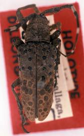  Hypselomus philetus  (=  Jamesia phileta ), male holotype specimen; © G.L. Tavakilian