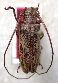  Ischiocentra disjuncta;  male holotype specimen; © E.H. Nearns