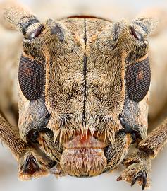  Lochmaeocles c. cornuticeps,  male specimen; © E.H. Nearns