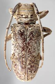  Oncideres senilis,  female type specimen; © E.H. Nearns