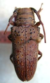  Oncideres aragua,  female holotype specimen; © E.H. Nearns