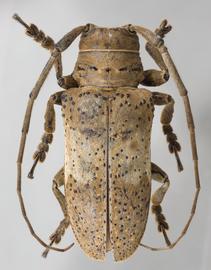  Oncideres pustulata,  female specimen; © E.H. Nearns