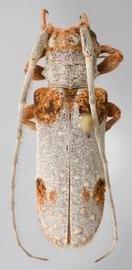  Oncideres quercus,  female specimen; © E.H. Nearns