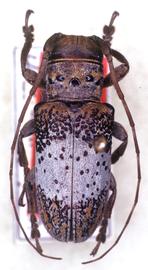  Oncideres pretiosa,  female holotype specimen; © G.L. Tavakilian