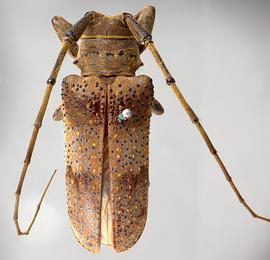  Oncideres ocellaris , male type specimen; © E.H. Nearns