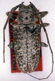  Lochmaeocles hondurensis,  male holotype specimen; © G.L. Tavakilian