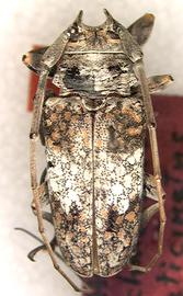  Lochmaeocles laticinctus,  male holotype specimen; © S.W. Lingafelter