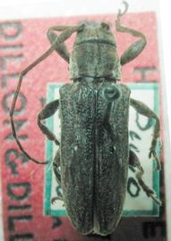  Hesychotypa bimaculata,  female holotype specimen; © S. Lingafelter