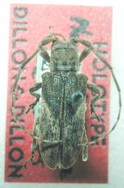  Hesychotypa cedestes,  female holotype specimen; © S. Lingafelter