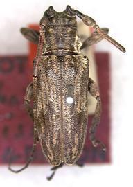  Hesychotypa lirissa,  male holotype specimen; © S.W. Lingafelter