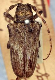  Hypsioma grisea,  lectotype specimen; © G.L. Tavakilian