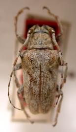 Hypsioma barbara,  female holotype specimen; © E.H. Nearns
