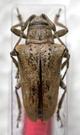  Hypsioma carioca,  female holotype specimen; © E.H. Nearns