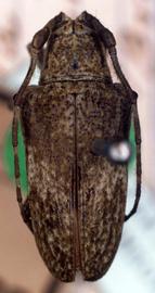  Hypsioma inornata,  type specimen; © G.L. Tavakilian