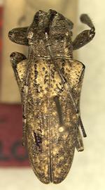  Hypsioma rimosa,  male holotype specimen; © S.W. Lingafelter