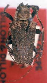  Hypsioma robusta,  male holotype specimen; © G.L. Tavakilian