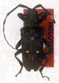  Hypselomus pyropinus  (=  Jamesia pyropina ), male holotype specimen; © G.L. Tavakilian
