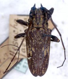  Hesychotypa jaspidea,  male type specimen; © G.L. Tavakilian