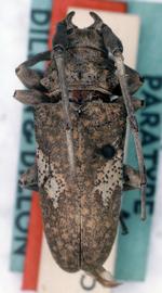  Lochmaeocles c. pacificus,  male paratype specimen; © G.L. Tavakilian