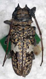  Lochmaeocles fasciatus,  male type specimen; © G.L. Tavakilian