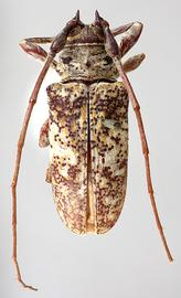  Lochmaeocles sparsus,  male type specimen; © E.H. Nearns