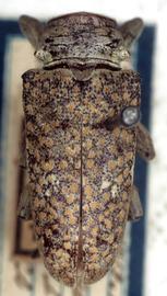  Lochmaeocles t. tessellatus,  type specimen; © G.L. Tavakilian