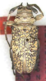  Lochmaeocles zonatus,  male holotype specimen; © G.L. Tavakilian