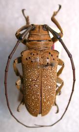  Oncideres albopicta,  male holotype specimen; © E.H. Nearns