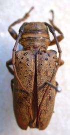  Oncideres apiaba,  female holotype specimen; © S.W. Lingafelter