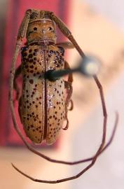  Oncideres bondari,  male holotype specimen; © E.H. Nearns