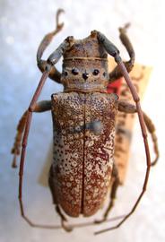  Oncideres bucki,  male holotype specimen; © E.H. Nearns