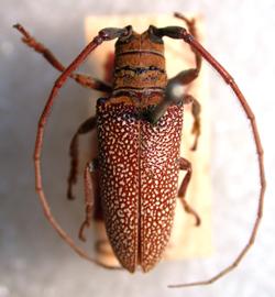  Oncideres irrorata,  male holotype specimen; © E.H. Nearns