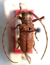  Oncideres jatai,  male holotype specimen; © E.H. Nearns