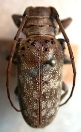  Oncideres magnifica,  female holotype specimen; © G.L. Tavakilian