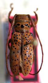  Oncideres manauara,  male holotype specimen; © E.H. Nearns