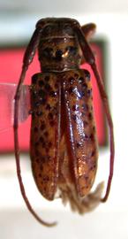  Oncideres mirim,  male holotype specimen; © E.H. Nearns