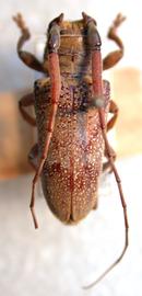  Oncideres nipheta,  male holotype specimen; © E.H. Nearns